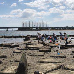 甲子園浜　デイゲーム　シーバス×チヌ